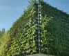 Vertical Garden Maintenance Contractors in Chennai