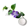 vinpocetine powder, bulk vinpocetine powder, top vinpocetine powder