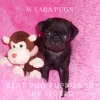 Waaba-Pugs Puppy Breeder_Waaba-Pugs Puppies For Sale
