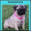 Waaba Pugs | Waabapugs