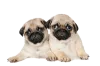 Waabapugs - Waaba Pugs - Pugs