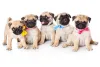 Waaba Pugs Review - Waabapugs Puppy Reviews