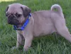 Waaba Pugs :: Waabapugs