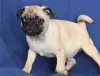 Waaba Pugs |  Waabapugs Puppies For Sale