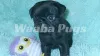Waabapugs puppies breeder | Waaba-Pugs puppy breeder
