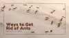 Ways to Get Rid of Ants Without Toxic Chemicals