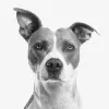 Online Pet Store | Buy Pet accessories, Food &amp; Incubators | PetBaz