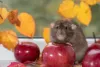 Rats Treatment Barrie - Rats Removal Barrie | Awesome Pest