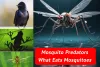 You Won't Believe What Eats Mosquitoes | Mosquito Predators