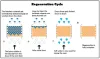 THE PROCESS OF A WATER SOFTENER REGENERATION