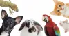 What is the Whole Food Truth Campaign for Pets? - petsfoodnutrition