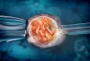 What to Do And Not to Do After Embryo Transfer?