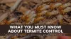 What you must know about termite control