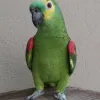 Home - Pet Bird Breeders