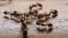 Ant Treatment &amp; Ant Control Gold Coast And Brisbane