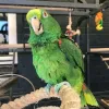 Home - Pet Bird Breeders