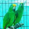 Home - Pet Bird Breeders