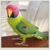 Home - Pet Bird Breeders