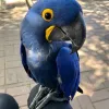 Home - Pet Bird Breeders