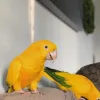 Home - Pet Bird Breeders