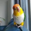 Home - Pet Bird Breeders