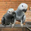 Home - Pet Bird Breeders