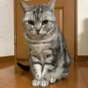 HOME - ZENA CATS