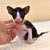HOME - ZENA CATS