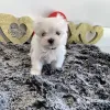 Home Retail - TheMalteseBoutique