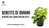 Benefits of Brahmi Plant, Uses, Dosage and Side effects