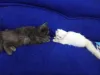 Cats for Sale in Pakistan - Online Classified Ads for Pets