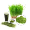 wheatgrass powder, bulk wheatgrass powder, wheatgrass powder suppliers