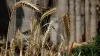  Wheat Crisis in Zimbabwe is going to worsen the scenario, as the international price soars 