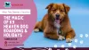 When Fido Deserves a Vacation: The Magic of K9 Heaven Dog Boarding &amp; Holidays