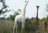 World's last known white giraffe fitted with GPS tracker to deter poachers - News Vibes of India