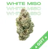 Buy White Miso (Indica Hybrid) in DC