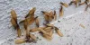 Why Do Flying Termites Suddenly Appear?
