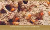 Why having termite infestation at home is troublesome