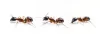Why Ants go in a Straight Line ~ Knowledge Goals
