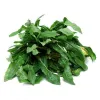 wild lettuce leaf powder, bulk wild lettuce leaf powder, white lettuce leaf powder, white lettuce leaf  uses