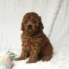 Pomsky Puppies For Adoption - Dogs For Sale - Home Land Puppies