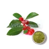 wintergreen leaf, organic wintergreen leaf, wintergreen leaf powder, wintergreen leaf benefits, wintergreen leaf uses, bulk wintergreen leaf powder, wintergreen leaf powder supplier