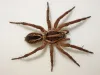 Spiders - Frequently Asked Questions | Pest Quit