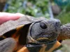 Help us Save the Turtles and Tortoises  American Tortoise Rescue