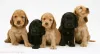 #1 Cocker spaniel breeders | Cocker spaniels for sale | Buy/Reserve Now | Shipping Worldwide