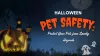 Halloween Pet Safety: Protect Your Pets from Spooky Hazards - David Carter - United States - beBee