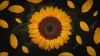 Sunflower seed is a small seed that grows in the soil. It is a common food item in many parts of the world.
