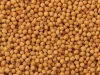 Yellow Mustard Seed Manufacturers, Suppliers &amp; Exporters