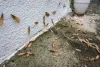 What Do Flying Termites Look Like?