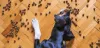 Dog Swallows Kibble Without Chewing